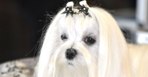 Maltese