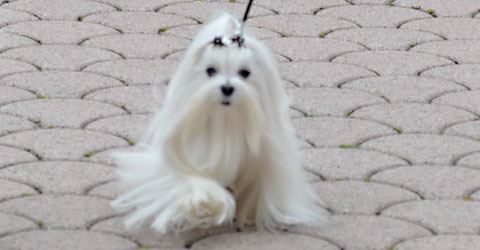 Maltese